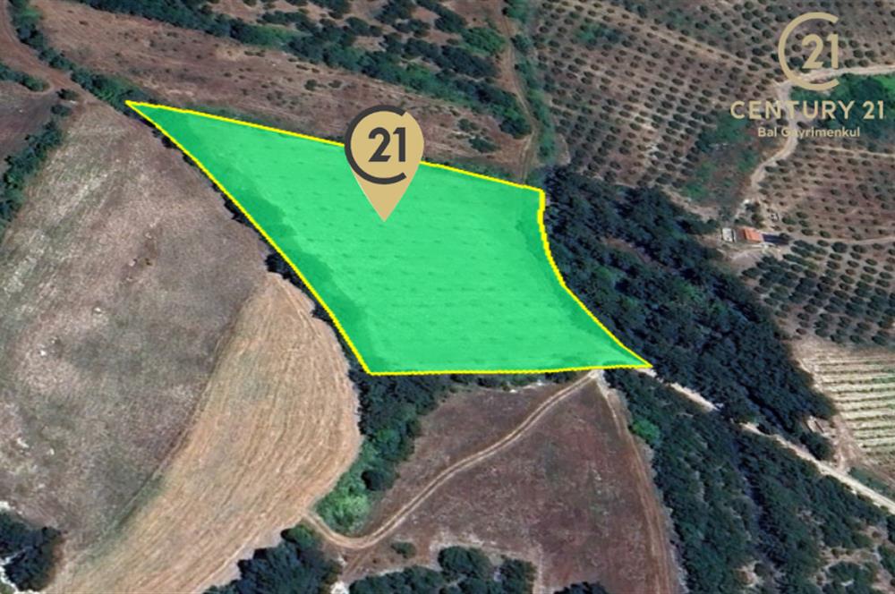 C21 BAL'dan ALTIEYLÜL KİRAZPINAR KÖYÜNDE SATILIK TARLA