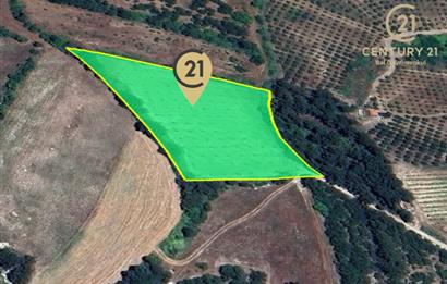 C21 BAL'dan ALTIEYLÜL KİRAZPINAR KÖYÜNDE SATILIK TARLA