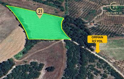 C21 BAL'dan ALTIEYLÜL KİRAZPINAR KÖYÜNDE SATILIK TARLA