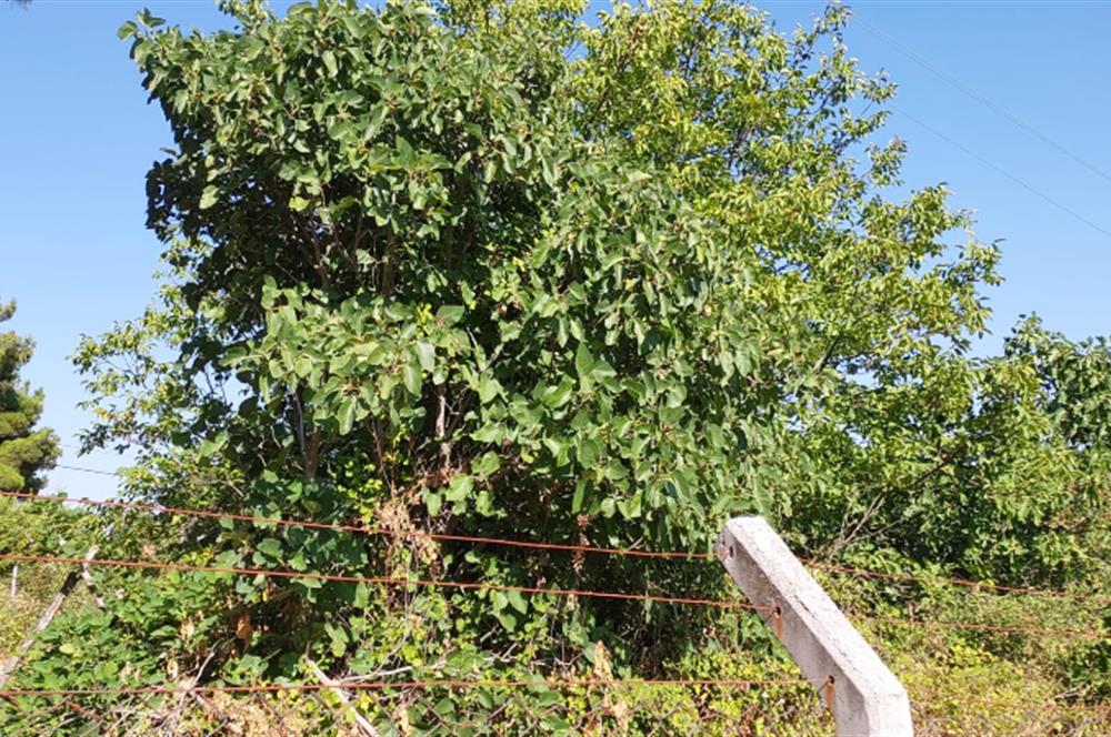 C21 BAL2DAN KONAKPINAR'DA 2 KAT İMARLI SATILIK KÖY ARSASI