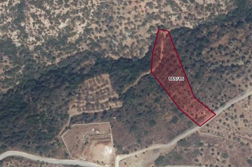 Datça Cumalı'da Satılık Fırsat Zeytinlik