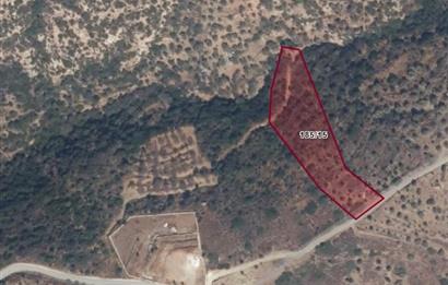 Datça Cumalı'da Satılık Fırsat Zeytinlik