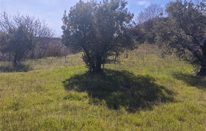 Tekirdağ Şarköy'de Zeytin Ağaçları İçinde Satılık Bağ