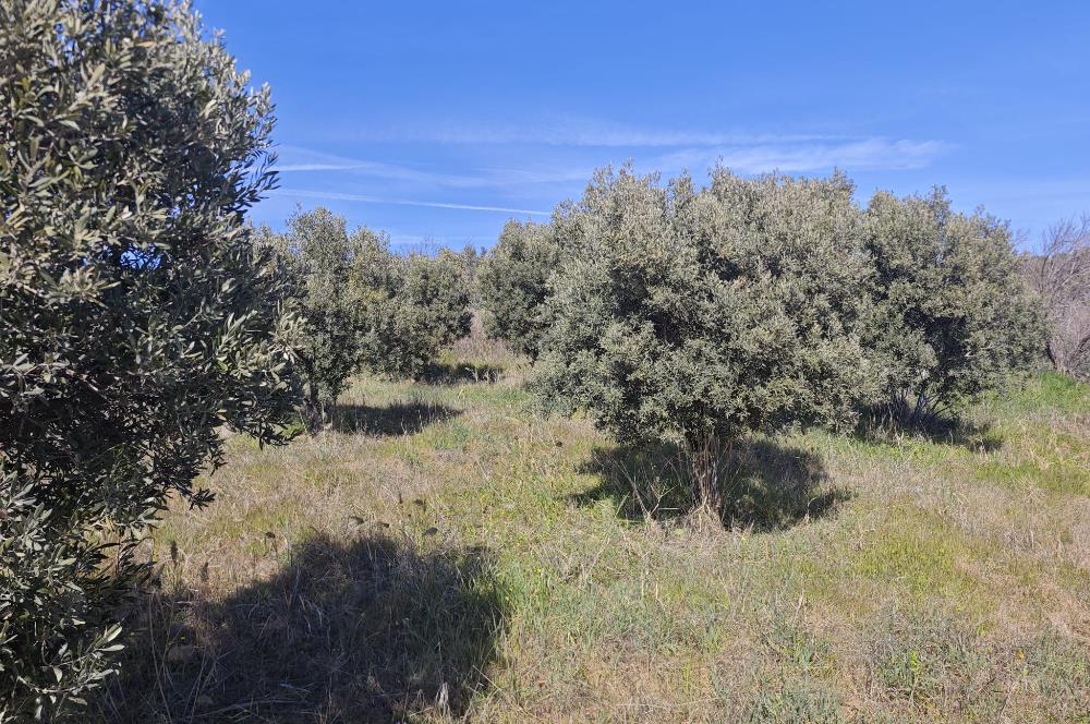 Tekirdağ Şarköy'de Zeytin Ağaçları İçinde Satılık Bağ