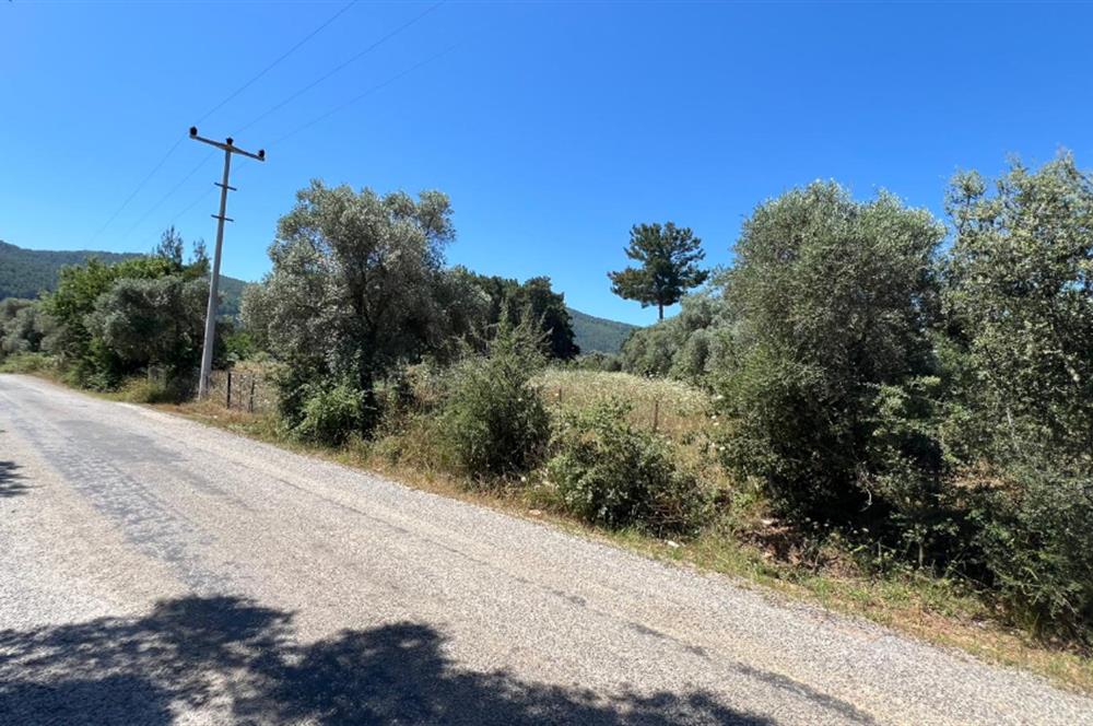 Bodrum Pınarlıbelen'de Yola Cepheli 7542m² İncirli Tarla Satılık