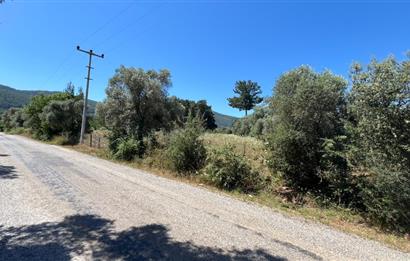 Bodrum Pınarlıbelen'de Yola Cepheli 7542m² İncirli Tarla Satılık