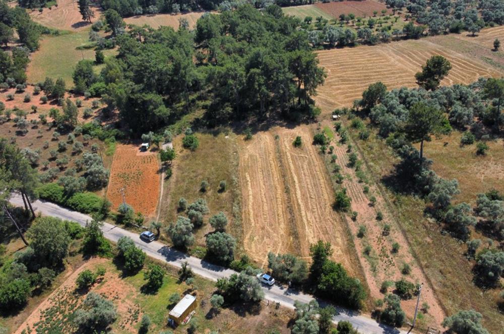 Bodrum Pınarlıbelen'de Yola Cepheli 7542m² İncirli Tarla Satılık
