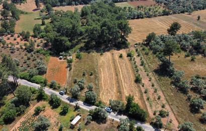 Bodrum Pınarlıbelen'de Yola Cepheli 7542m² İncirli Tarla Satılık