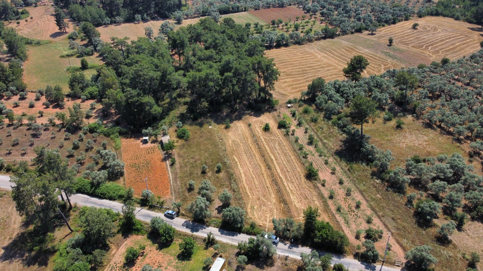 Bodrum Pınarlıbelen'de Yola Cepheli 7542m² İncirli Tarla Satılık