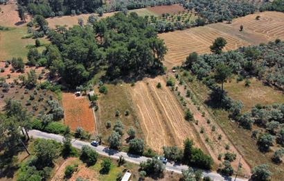 Bodrum Pınarlıbelen'de Yola Cepheli 7542m² İncirli Tarla Satılık