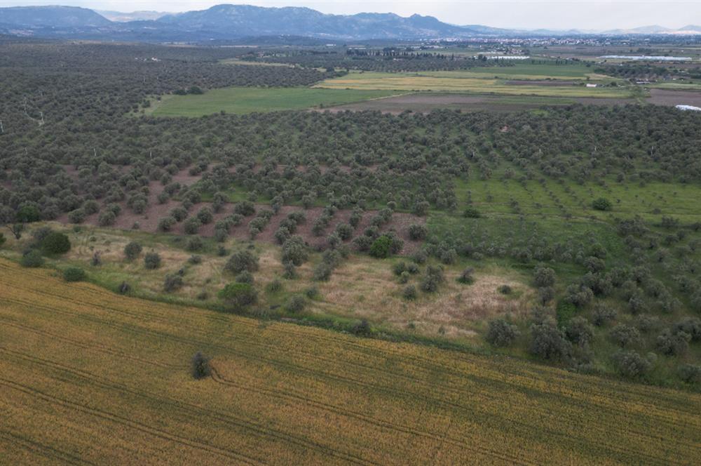 C21 Bal'dan Balıkesir Ayvalık Gazi Kemalpaşa’da Satılık Zeytinlik