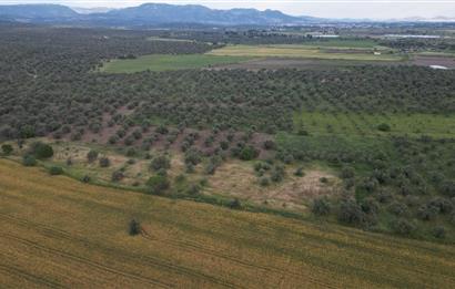 C21 Bal'dan Balıkesir Ayvalık Gazi Kemalpaşa’da Satılık Zeytinlik