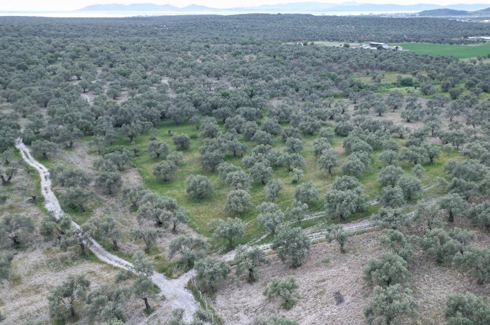 C21 Bal'dan Balıkesir Ayvalık Gazi Kemalpaşa’da Satılık Zeytinlik