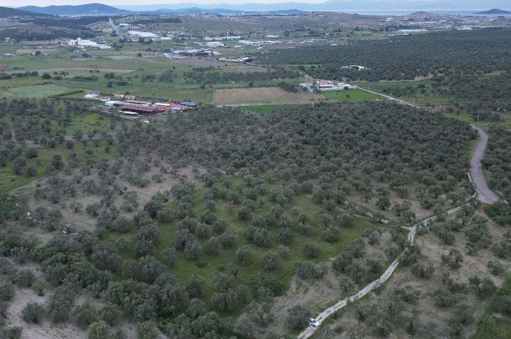 C21 Bal'dan Balıkesir Ayvalık Gazi Kemalpaşa’da Satılık Zeytinlik