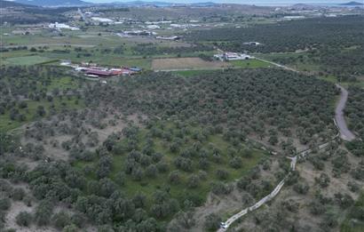 C21 Bal'dan Balıkesir Ayvalık Gazi Kemalpaşa’da Satılık Zeytinlik