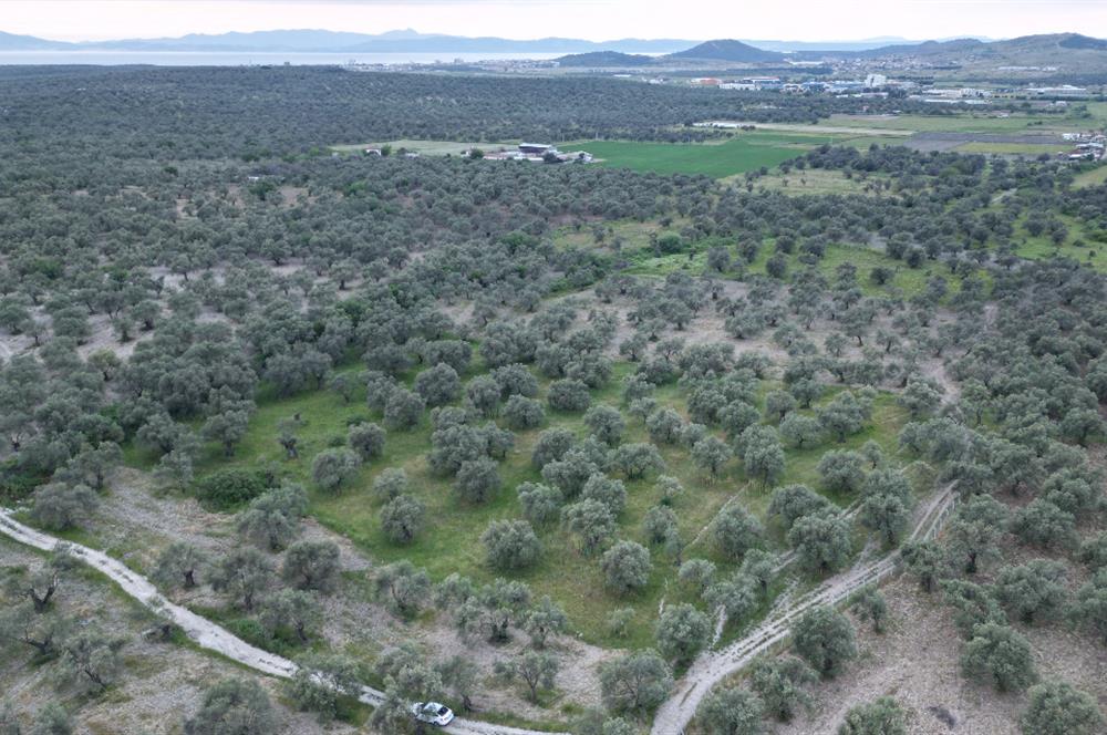 C21 Bal'dan Balıkesir Ayvalık Gazi Kemalpaşa’da Satılık Zeytinlik