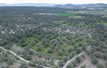 C21 Bal'dan Balıkesir Ayvalık Gazi Kemalpaşa’da Satılık Zeytinlik