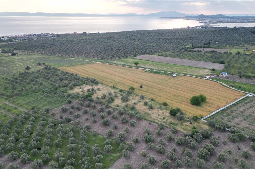 C21 Bal'dan Balıkesir Ayvalık Gazi Kemalpaşa’da Satılık Zeytinlik