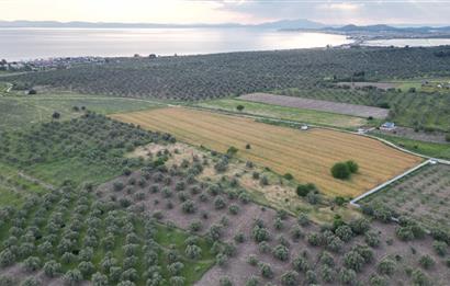 C21 Bal'dan Balıkesir Ayvalık Gazi Kemalpaşa’da Satılık Zeytinlik