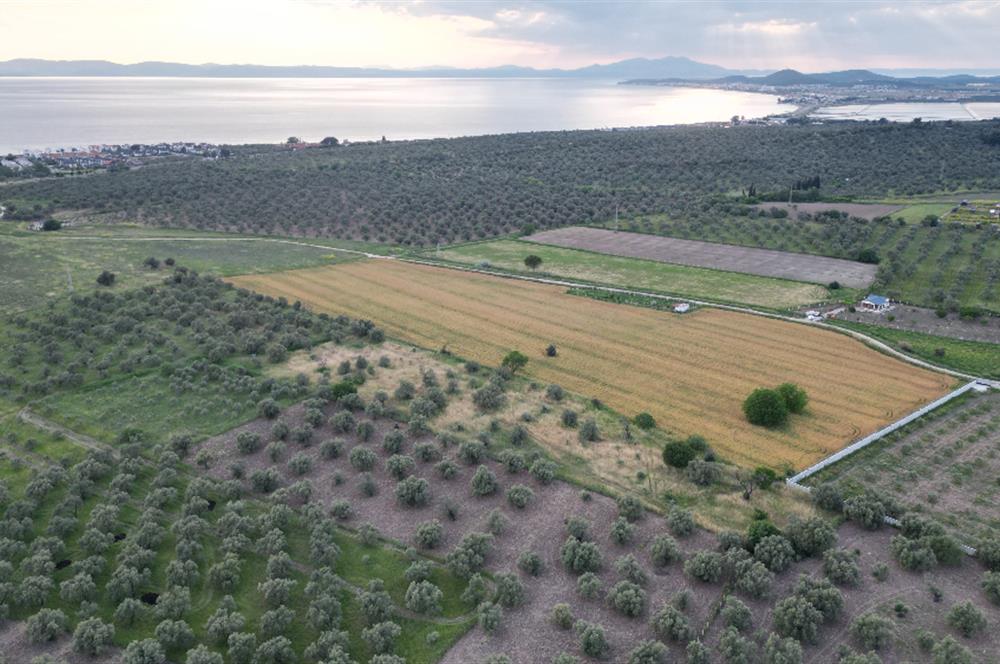 C21 Bal'dan Balıkesir Ayvalık Gazi Kemalpaşa’da Satılık Zeytinlik