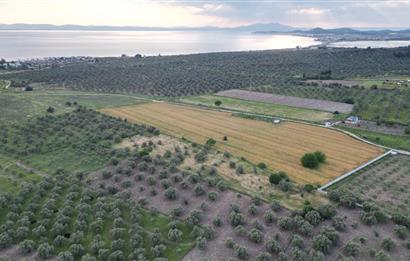 C21 Bal'dan Balıkesir Ayvalık Gazi Kemalpaşa’da Satılık Zeytinlik