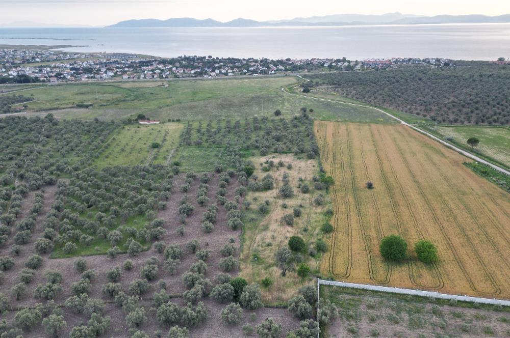 C21 Bal'dan Balıkesir Ayvalık Gazi Kemalpaşa’da Satılık Zeytinlik