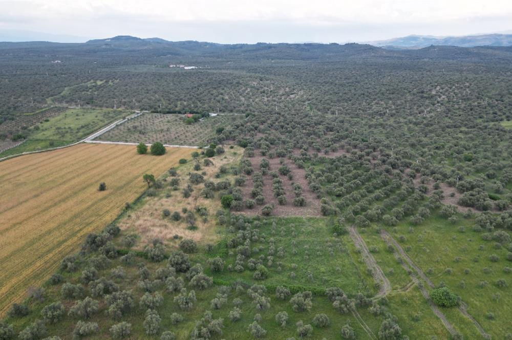 C21 Bal'dan Balıkesir Ayvalık Gazi Kemalpaşa’da Satılık Zeytinlik