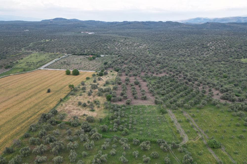 C21 Bal'dan Balıkesir Ayvalık Gazi Kemalpaşa’da Satılık Zeytinlik