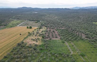 C21 Bal'dan Balıkesir Ayvalık Gazi Kemalpaşa’da Satılık Zeytinlik