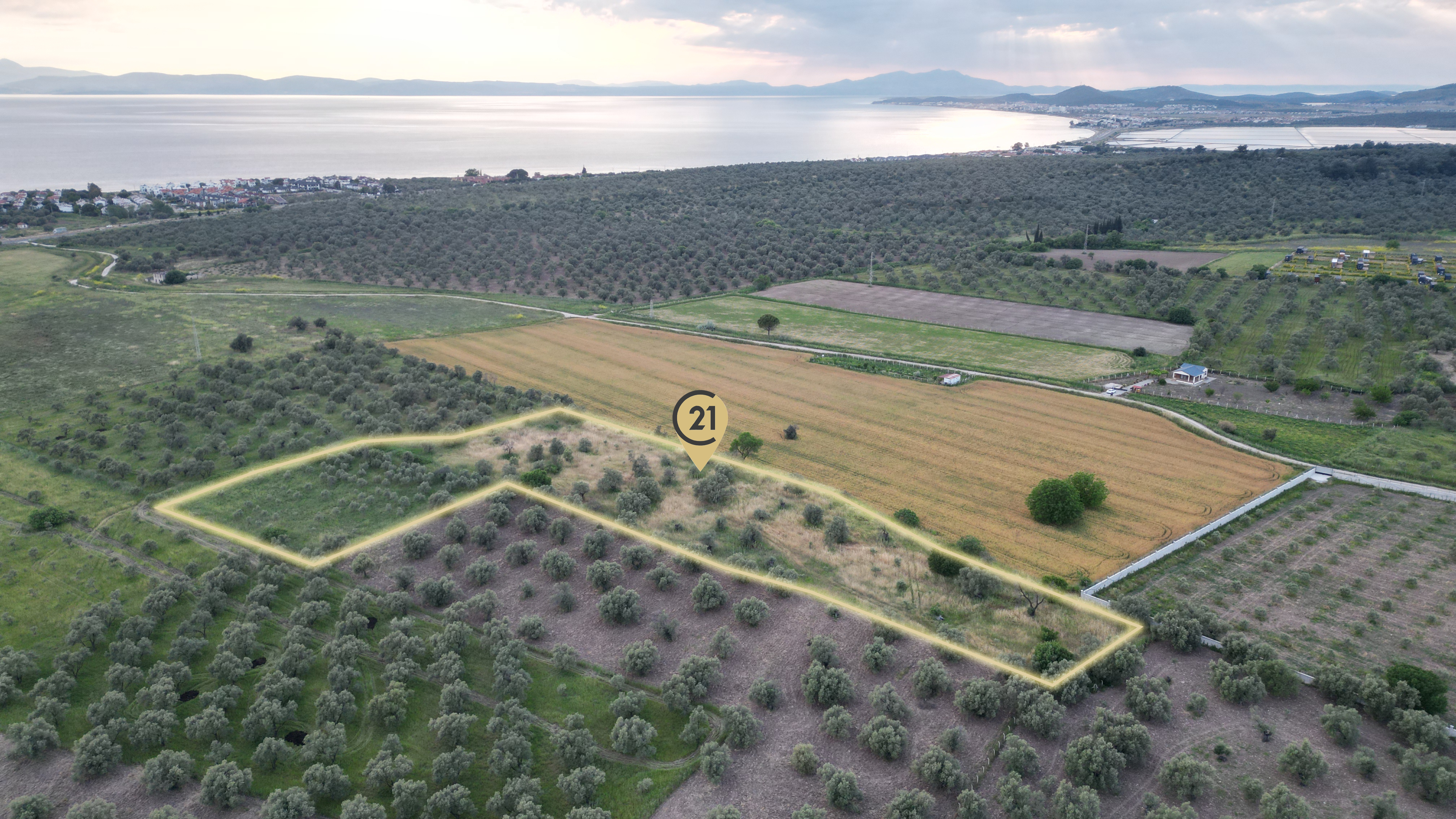 C21 Bal'dan Balıkesir Ayvalık Gazi Kemalpaşa’da Satılık Zeytinlik