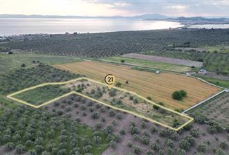 C21 Bal'dan Balıkesir Ayvalık Gazi Kemalpaşa’da Satılık Zeytinlik - 11 - 33951