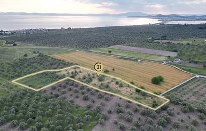 C21 Bal'dan Balıkesir Ayvalık Gazi Kemalpaşa’da Satılık Zeytinlik