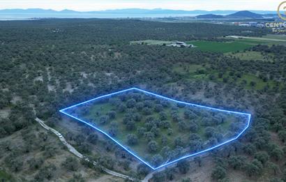 C21 Bal'dan Balıkesir Ayvalık Gazi Kemalpaşa’da Satılık Zeytinlik
