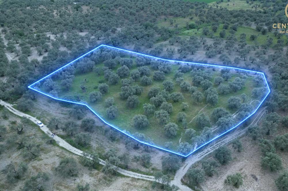 C21 Bal'dan Balıkesir Ayvalık Gazi Kemalpaşa’da Satılık Zeytinlik