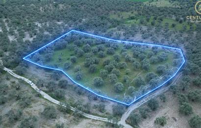 C21 Bal'dan Balıkesir Ayvalık Gazi Kemalpaşa’da Satılık Zeytinlik