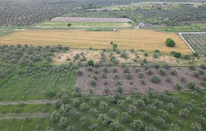 C21 Bal'dan Balıkesir Ayvalık Gazi Kemalpaşa’da Satılık Zeytinlik