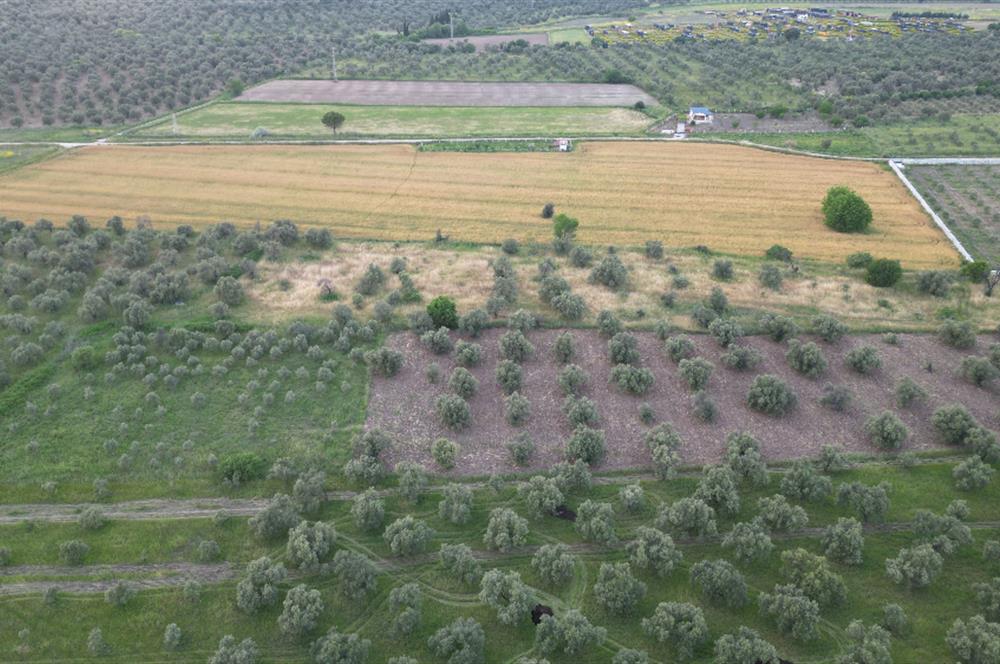 C21 Bal'dan Balıkesir Ayvalık Gazi Kemalpaşa’da Satılık Zeytinlik