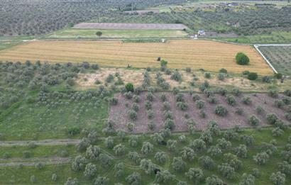 C21 Bal'dan Balıkesir Ayvalık Gazi Kemalpaşa’da Satılık Zeytinlik