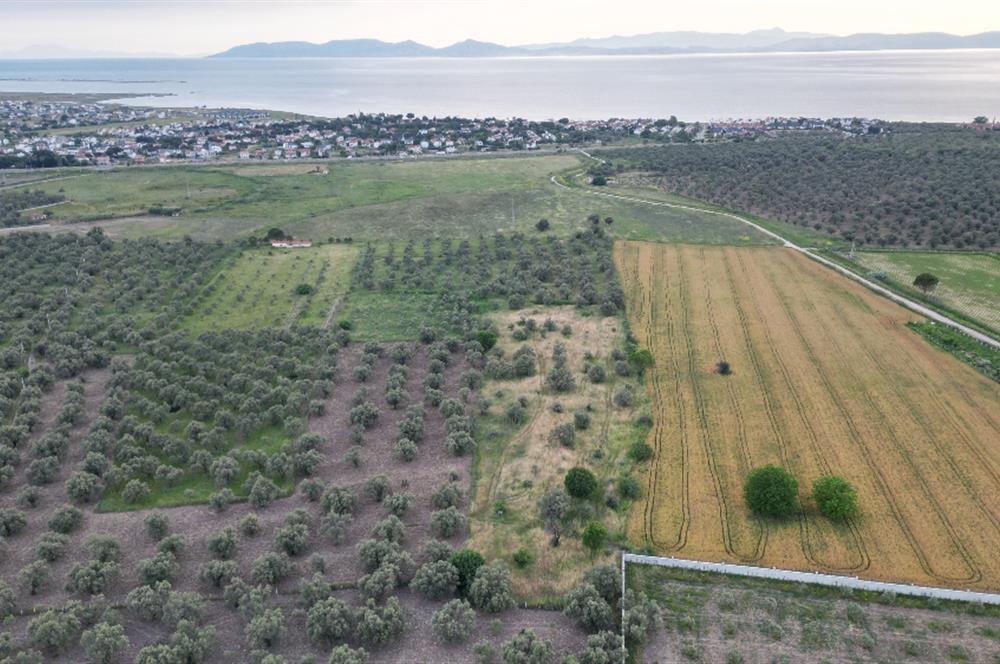 C21 Bal'dan Balıkesir Ayvalık Gazi Kemalpaşa’da Satılık Zeytinlik