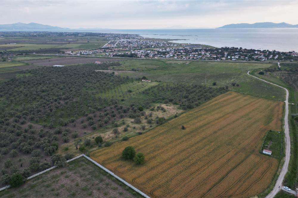 C21 Bal'dan Balıkesir Ayvalık Gazi Kemalpaşa’da Satılık Zeytinlik