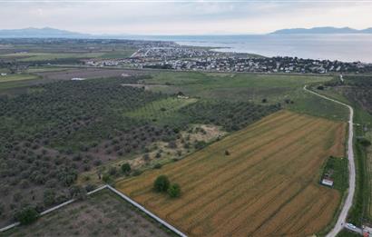 C21 Bal'dan Balıkesir Ayvalık Gazi Kemalpaşa’da Satılık Zeytinlik