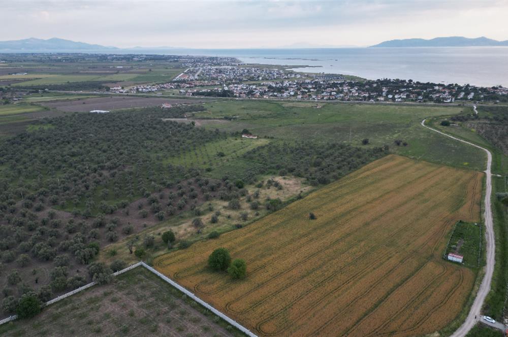 C21 Bal'dan Balıkesir Ayvalık Gazi Kemalpaşa’da Satılık Zeytinlik