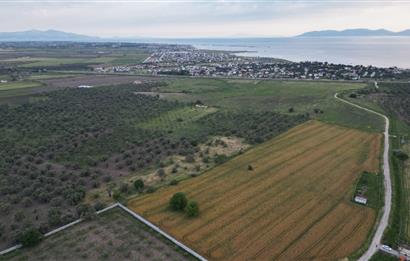 C21 Bal'dan Balıkesir Ayvalık Gazi Kemalpaşa’da Satılık Zeytinlik