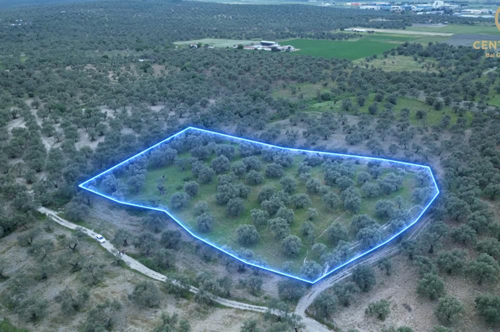 C21 Bal'dan Balıkesir Ayvalık Gazi Kemalpaşa’da Satılık Zeytinlik