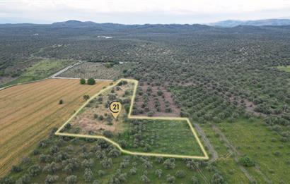 C21 Bal'dan Balıkesir Ayvalık Gazi Kemalpaşa’da Satılık Zeytinlik