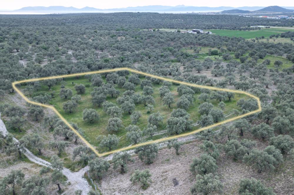 C21 Bal'dan Balıkesir Ayvalık Gazi Kemalpaşa’da Satılık Zeytinlik
