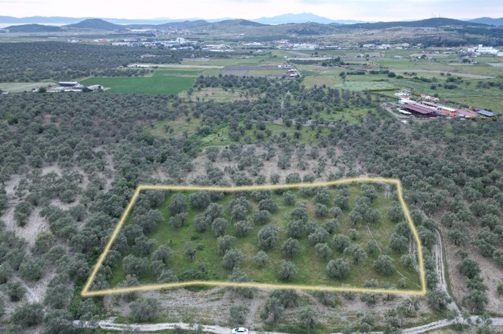 C21 Bal'dan Balıkesir Ayvalık Gazi Kemalpaşa’da Satılık Zeytinlik