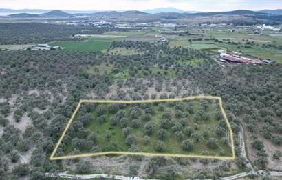 C21 Bal'dan Balıkesir Ayvalık Gazi Kemalpaşa’da Satılık Zeytinlik