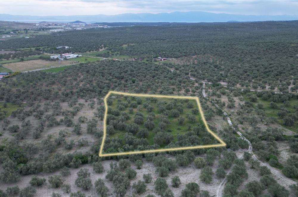 C21 Bal'dan Balıkesir Ayvalık Gazi Kemalpaşa’da Satılık Zeytinlik