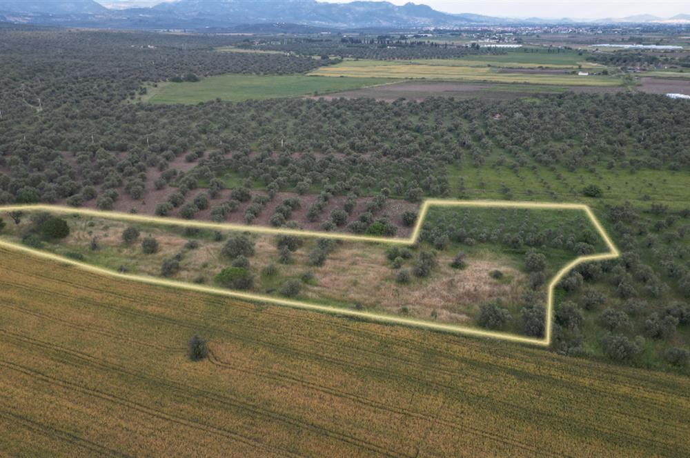 C21 Bal'dan Balıkesir Ayvalık Gazi Kemalpaşa’da Satılık Zeytinlik